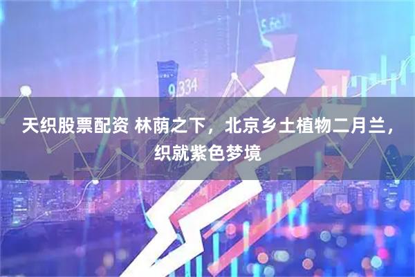 天织股票配资 林荫之下，北京乡土植物二月兰，织就紫色梦境
